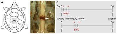 Emergence of Serotonergic Neurons After Spinal Cord Injury in Turtles